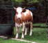 Beluša, the cow