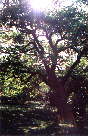 Richmond Park: sunlight filtering through a tree